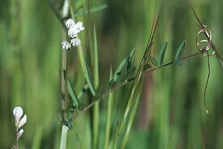 Vicia hirsuta \ Rauhaarige Wicke / Hairy Tare, D Mannheim 1.5.2006