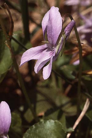 Viola reichenbachiana \ Wald-Veilchen / Early Dog Violet, D Pforzheim 29.4.1984