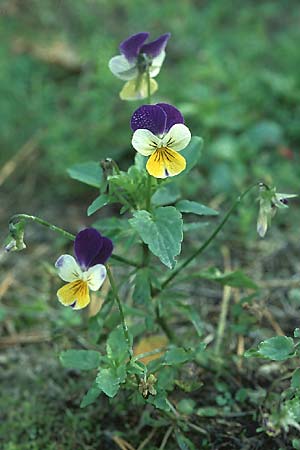 Viola tricolor \ Wildes Stiefmtterchen / Heartsease, Wild Pansy, D Wachenheim 9.10.2005