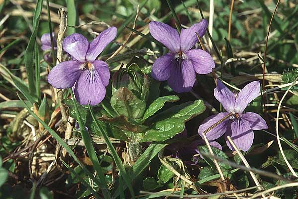 Viola odorata / Sweet Violet, D Weinheim an der Bergstraße 8.4.1995