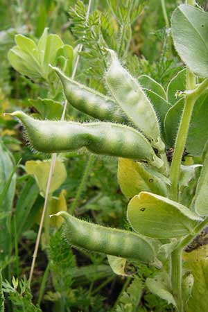 Vicia johannis var. procumbens \ Niederliegende Maus-Wicke / Procumbent Johannis Vetch, D Rauenberg 22.5.2014