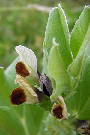 Vicia johannis var. procumbens \ Niederliegende Maus-Wicke / Procumbent Johannis Vetch, D Rauenberg 22.5.2014