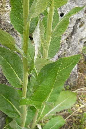 Verbascum lychnitis \ Mehlige Knigskerze, D Nördlingen 8.6.2012