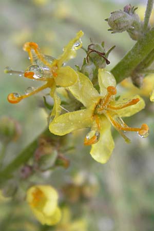 Verbascum lychnitis \ Mehlige Knigskerze / White Mullein, D Raunheim 29.6.2013