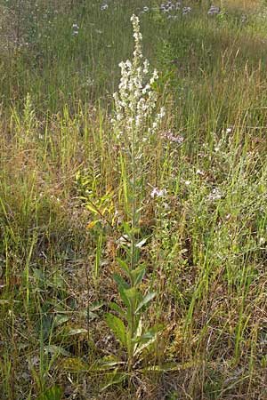 Verbascum lychnitis \ Mehlige Knigskerze / White Mullein, D Mannheim 7.7.2014