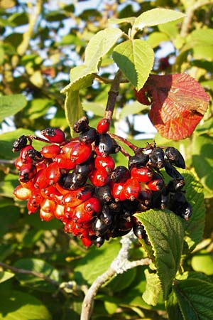 Viburnum lantana \ Wolliger Schneeball / Wayfaring Tree, D Graben-Neudorf 15.7.2014