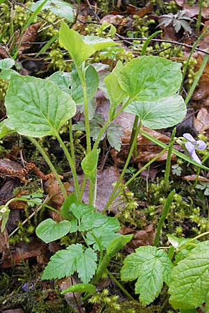 Viola mirabilis \ Wunder-Veilchen, D Günzburg 18.4.2009