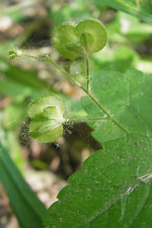 Veronica montana \ Berg-Ehrenpreis / Wood Speedwell, D Bruchsal 24.5.2011