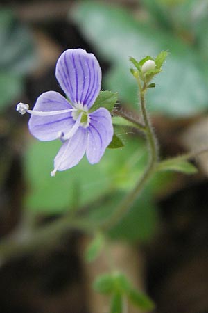 Veronica montana \ Berg-Ehrenpreis / Wood Speedwell, D Bammental 8.5.2012