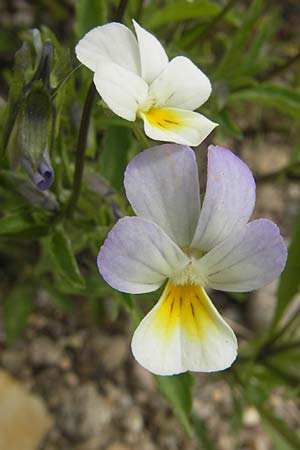 Viola arvensis subsp. megalantha \ Grobltiges Acker-Stiefmtterchen / Field Pansy, D Waghäusel-Wiesental 24.6.2012