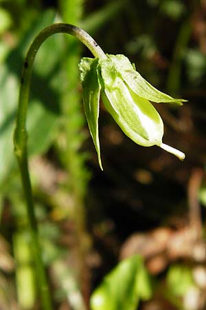 Viola montana \ Berg-Veilchen / Mountain Violet, D Miltenberg 17.5.2014