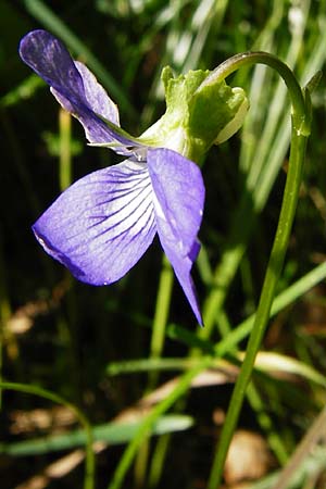 Viola montana / Mountain Violet, D Miltenberg 17.5.2014