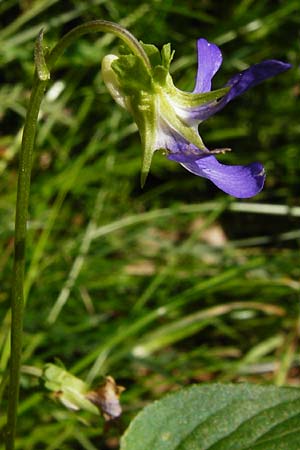 Viola montana \ Berg-Veilchen / Mountain Violet, D Miltenberg 17.5.2014