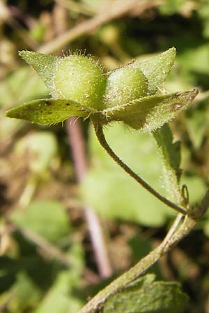 Veronica persica / Common Field Speedwell, D Wanfried 3.8.2013