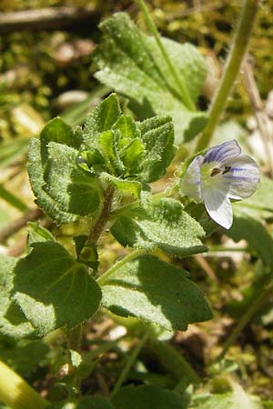 Veronica persica \ Persischer Ehrenpreis / Common Field Speedwell, D Wanfried 3.8.2013