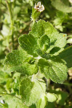 Veronica persica / Common Field Speedwell, D Wanfried 3.8.2013