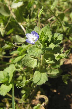 Veronica persica \ Persischer Ehrenpreis / Common Field Speedwell, D Wanfried 3.8.2013