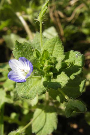 Veronica persica \ Persischer Ehrenpreis / Common Field Speedwell, D Wanfried 3.8.2013