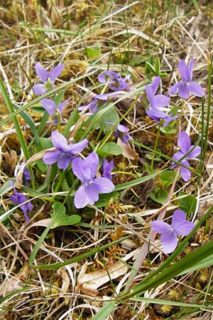 Viola hirta, Hairy Violet