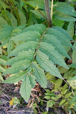 Valeriana excelsa \ Echter Kriech-Baldrian, Kriechender Arznei-Baldrian / High Valerian, D Passau 10.6.2014