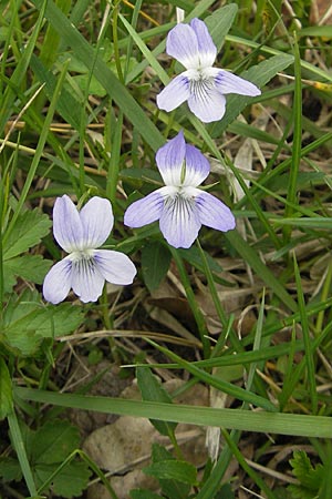 Viola pumila \ Niedriges Veilchen / Meadow Violet, D Lampertheim 1.5.2009