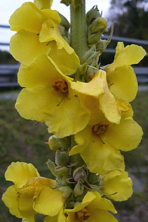 Verbascum phlomoides \ Windblumen-Knigskerze / Orange Mullein, D Bensheim-Langwaden 20.10.2014