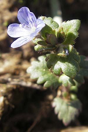 Veronica polita / Grey Field-Speedwell, D Seeheim an der Bergstraße 2.4.2011