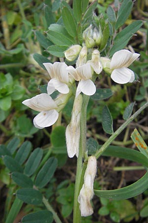 Vicia pannonica subsp. pannonica \ Ungarische Wicke, D Deidesheim 27.10.2011