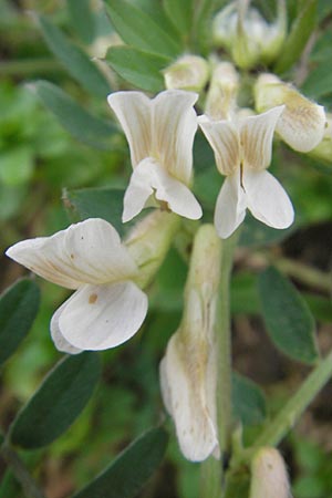 Vicia pannonica subsp. pannonica \ Ungarische Wicke, D Deidesheim 27.10.2011