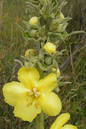 Verbascum phlomoides \ Windblumen-Knigskerze / Orange Mullein, D Waghäusel-Wiesental 24.6.2012