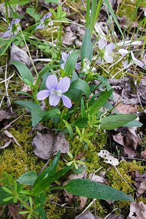 Viola pumila \ Niedriges Veilchen / Meadow Violet, D Mannheim 29.4.2014