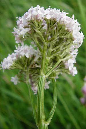 Valeriana pratensis subsp. pratensis \ Wiesen-Arznei-Baldrian, D Lampertheim 12.5.2014