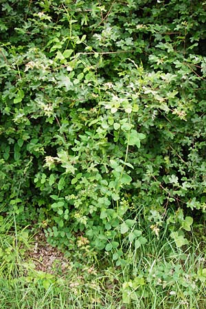 Vicia pisiformis \ Erbsen-Wicke / Pea Vetch, Pale-Flower Vetch, D Wetzlar 24.5.2014