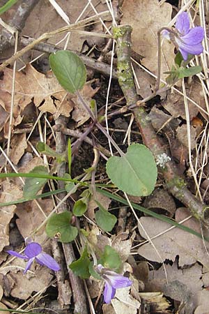 Viola rupestris \ Sand-Veilchen / Teesdale Violet, D Mainz 21.4.2012