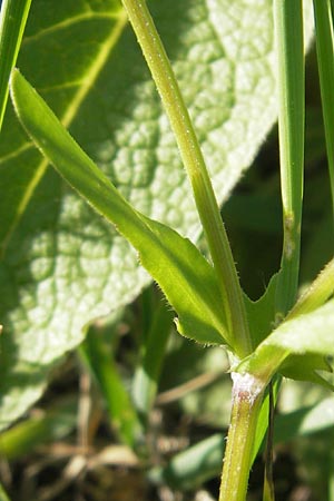 Valerianella rimosa \ Gefurchter Feld-Salat / Broad-Fruited Corn Salad, D Sinsheim 4.5.2012