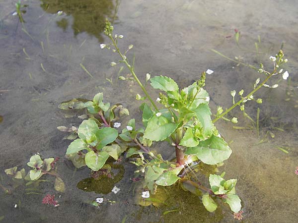 Veronica scardica \ Balkan-Ehrenpreis, Serpentin-Ehrenpreis / Balkan Speedwell, D Botan. Gar.  Universit.  Mainz 11.7.2009