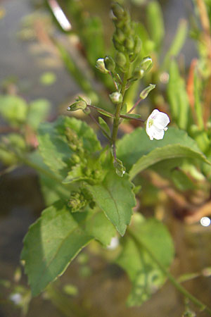 Veronica scardica \ Balkan-Ehrenpreis, Serpentin-Ehrenpreis / Balkan Speedwell, D Botan. Gar.  Universit.  Mainz 11.7.2009