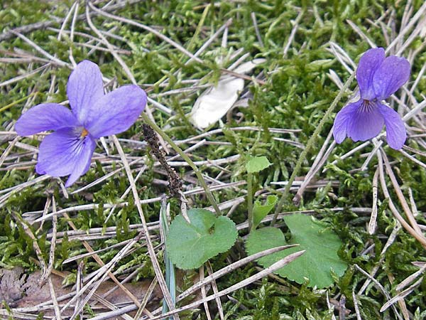 Viola suavis \ Blau-Veilchen, Duftendes Veilchen, D Babenhausen 10.4.2010