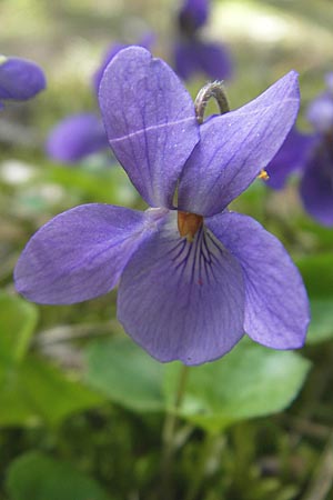 Viola suavis \ Blau-Veilchen, Duftendes Veilchen, D Babenhausen 10.4.2010