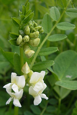 Vicia sepium \ Zaun-Wicke, D Günzburg 8.5.2010