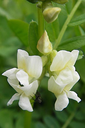 Vicia sepium \ Zaun-Wicke, D Günzburg 8.5.2010