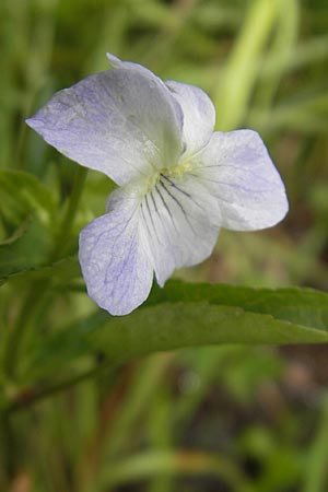 Viola persicifolia \ Pfirsichblättriges Moor-Veilchen / Fen Violet, D Eppertshausen 12.6.2010