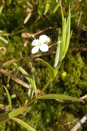 Veronica scutellata \ Schild-Ehrenpreis / Marsh Speedwell, D Kehl 28.7.2012