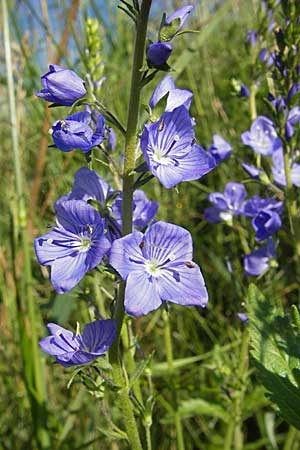 Veronica teucrium, Large Speedwell