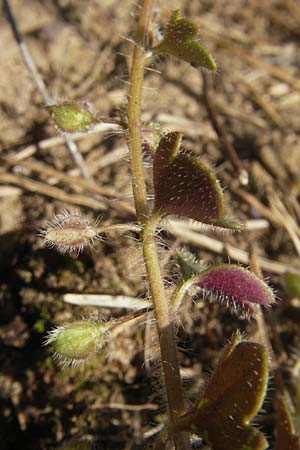 Veronica hederifolia subsp. triloba \ Dreilappiger Efeu-Ehrenpreis / Ivy-Leaved Speedwell, D Seeheim an der Bergstraße 2.4.2011