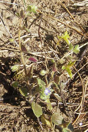 Veronica hederifolia subsp. triloba \ Dreilappiger Efeu-Ehrenpreis / Ivy-Leaved Speedwell, D Seeheim an der Bergstraße 2.4.2011