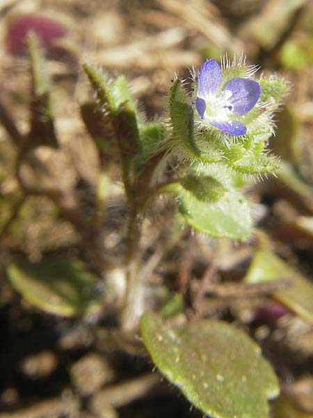 Veronica hederifolia subsp. triloba \ Dreilappiger Efeu-Ehrenpreis / Ivy-Leaved Speedwell, D Seeheim an der Bergstraße 2.4.2011