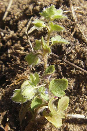 Veronica hederifolia subsp. triloba \ Dreilappiger Efeu-Ehrenpreis / Ivy-Leaved Speedwell, D Seeheim an der Bergstraße 2.4.2011