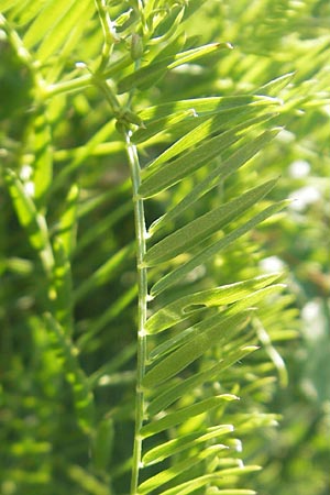 Vicia tenuifolia \ Feinblttrige Wicke / Fine-Leaved Vetch, D Walldürrn 30.5.2011