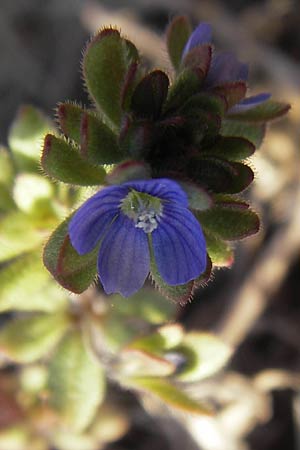 Veronica triphyllos / Fingered Speedwell, D Mannheim 20.3.2012